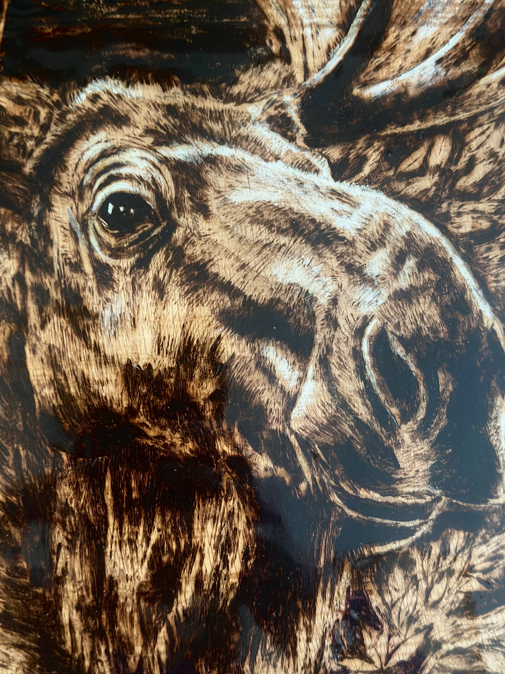 Majesty of the North