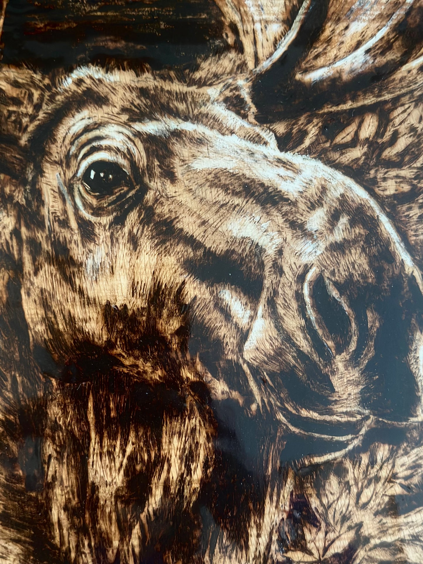 Majesty of the North