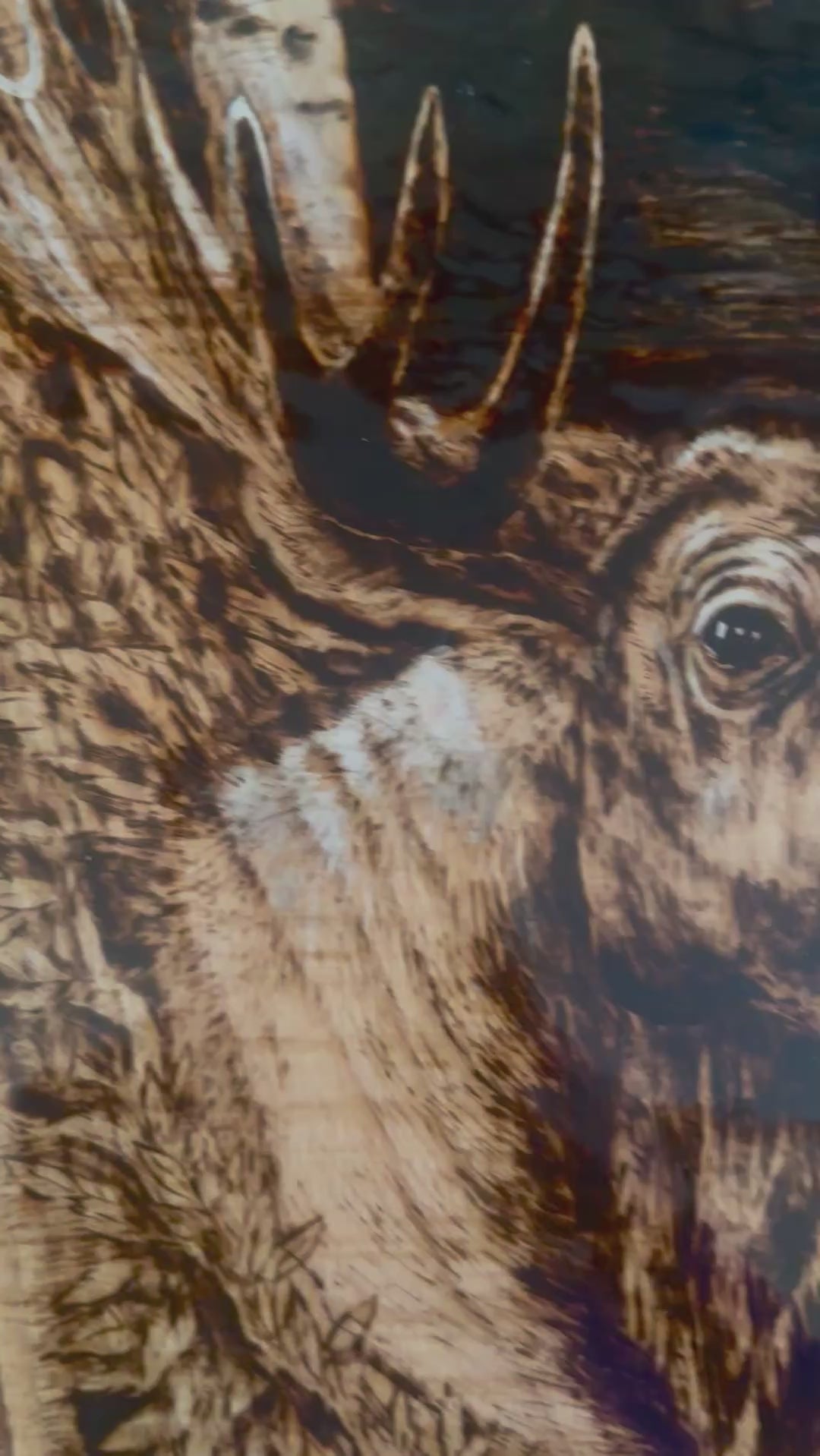 Majesty of the North